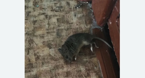 Дезинфекция от мышей в Сафоново